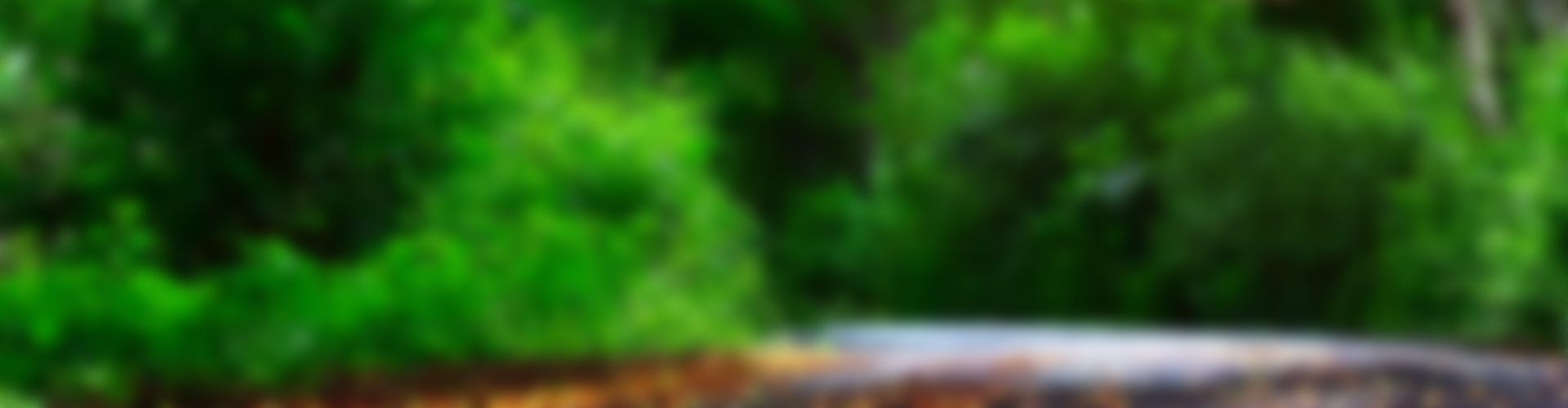 Green, blurred trees in a park.